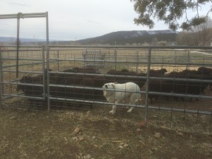 Winnie and the Yearling Ewes
