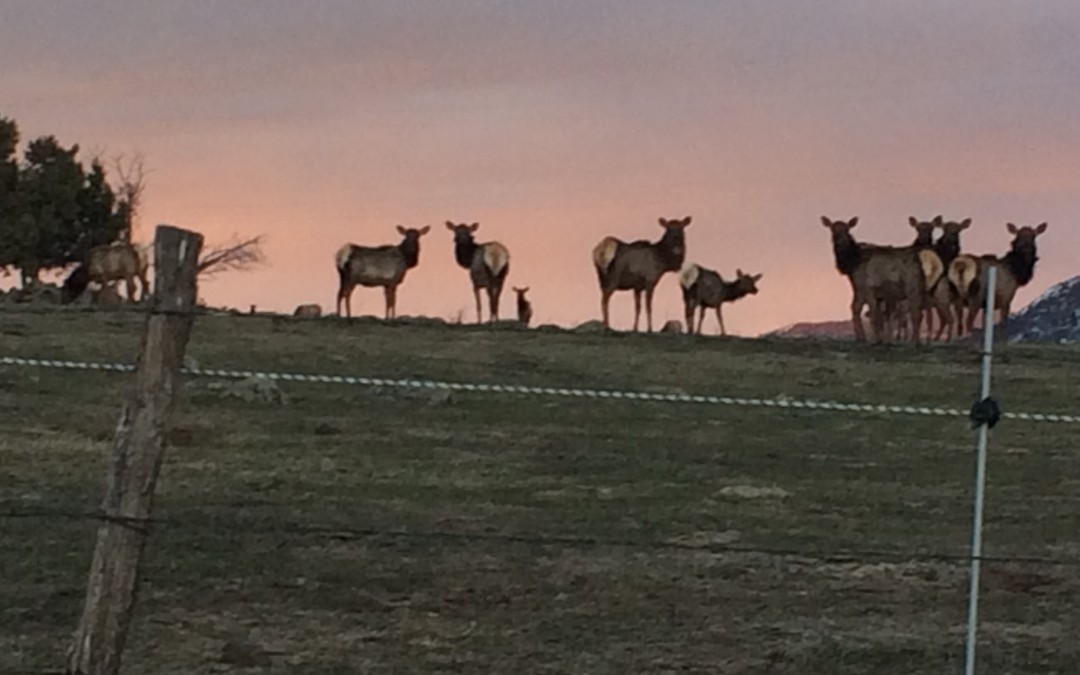 Elk at Sunset