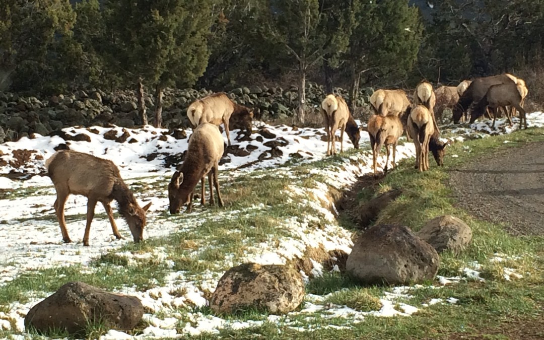 Front Yard Elk