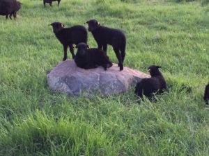 Lambs on a Rock