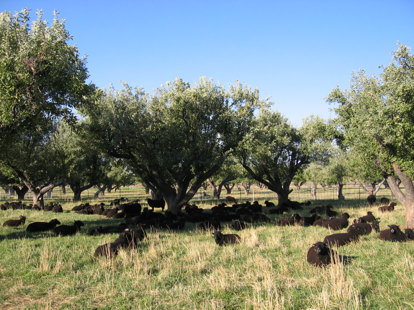 Hay, Rain, and Sheep Selection