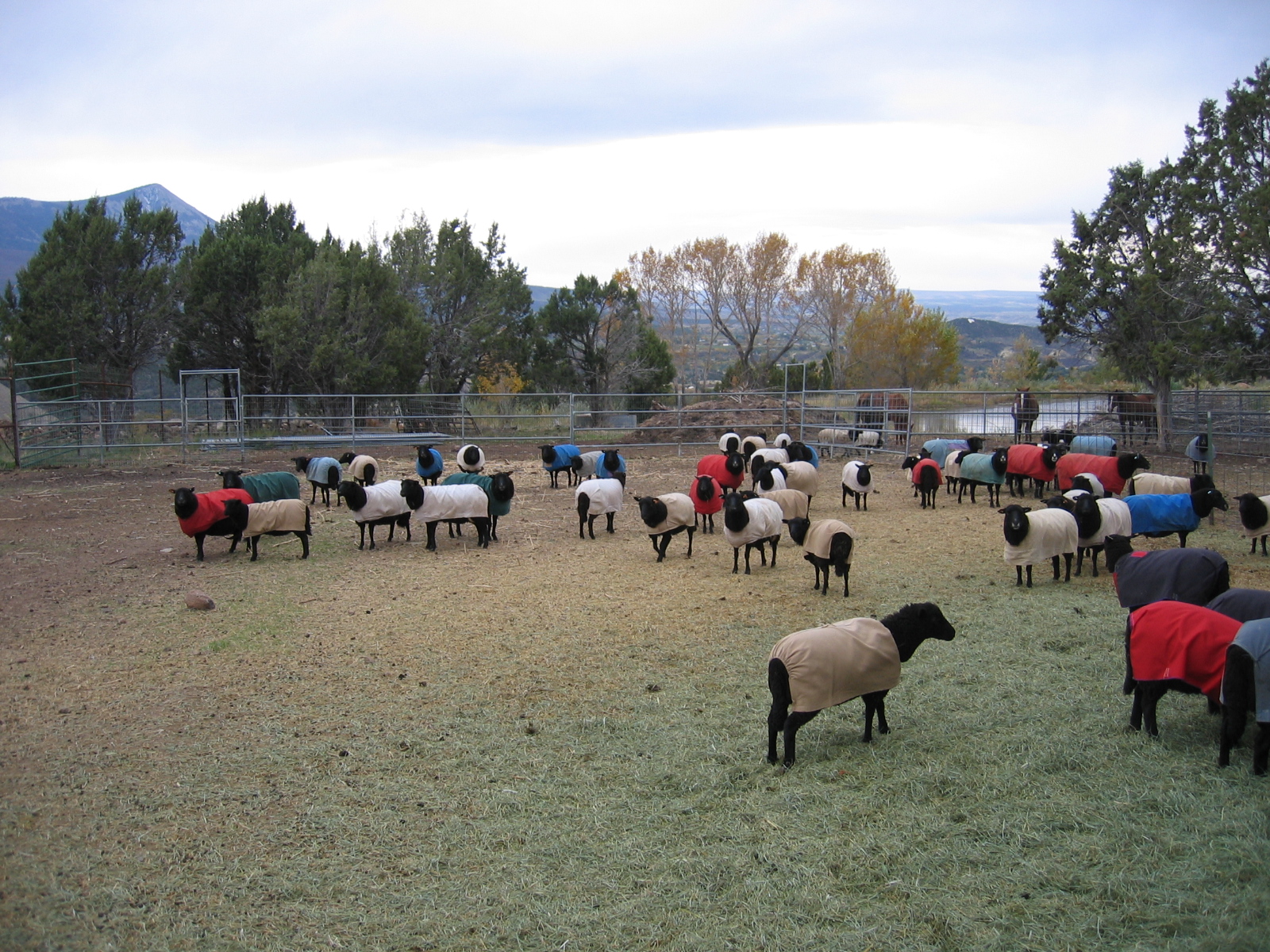 Ovine Haute Couture Part 2