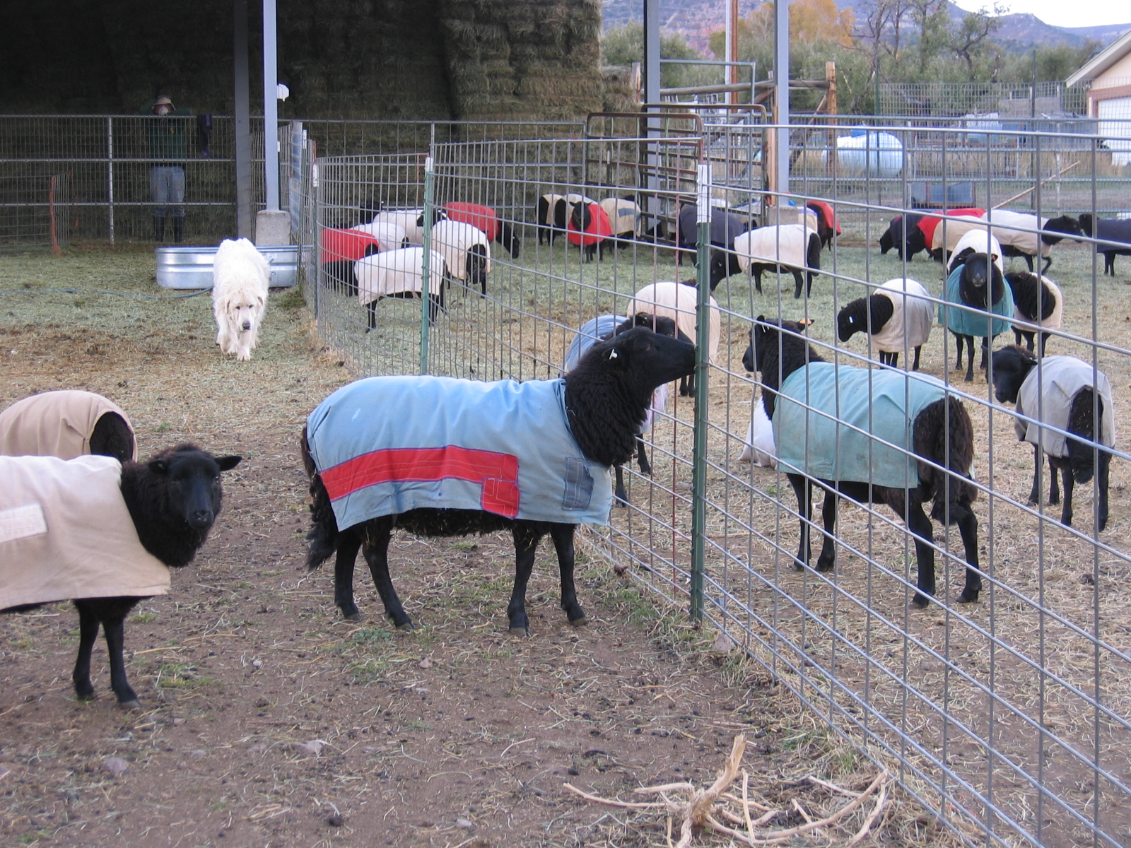 This ewe has a noticeable red patch on her coat.