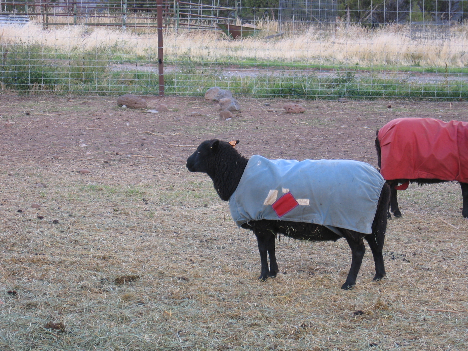 This ewe also has patches on her coat.