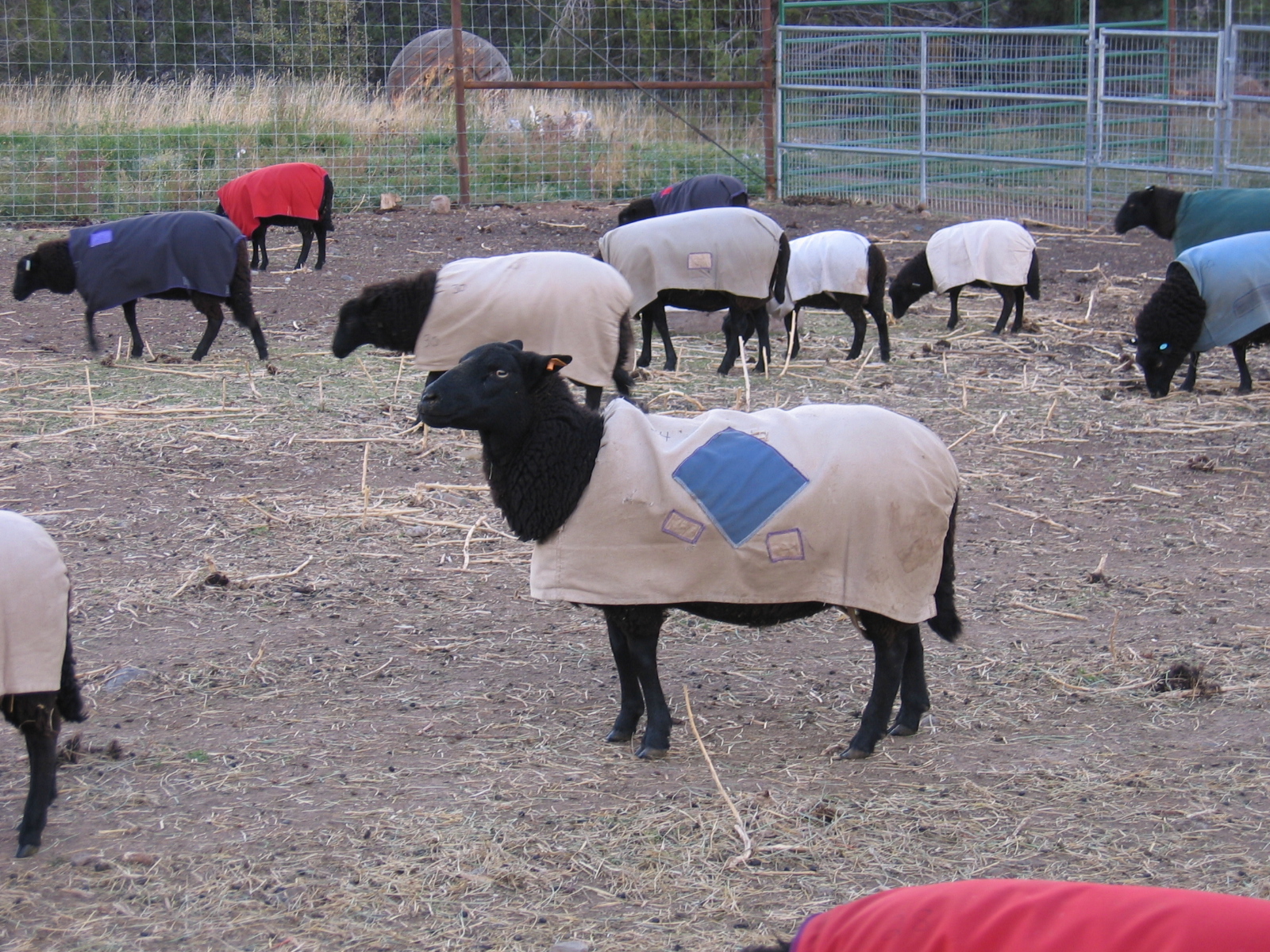 This ewe has a large blue diamond on her coat.