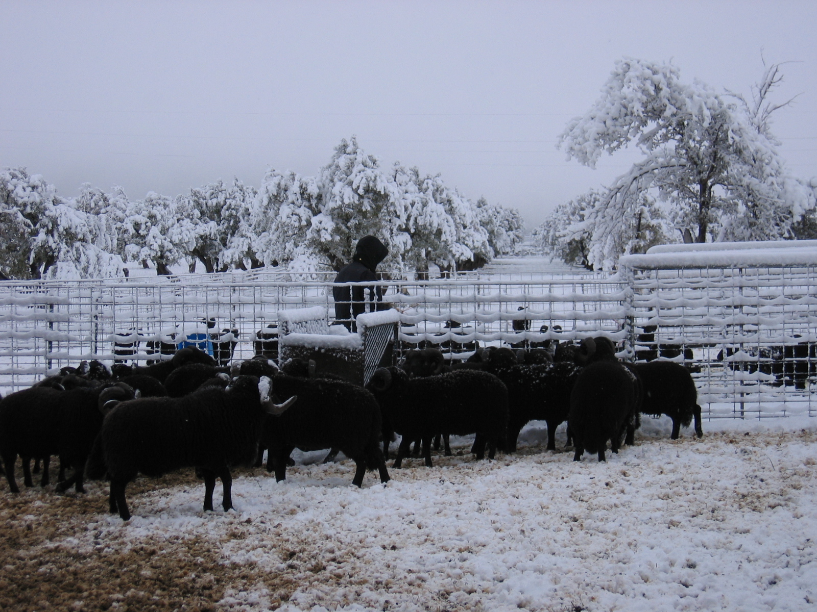Winter Snow