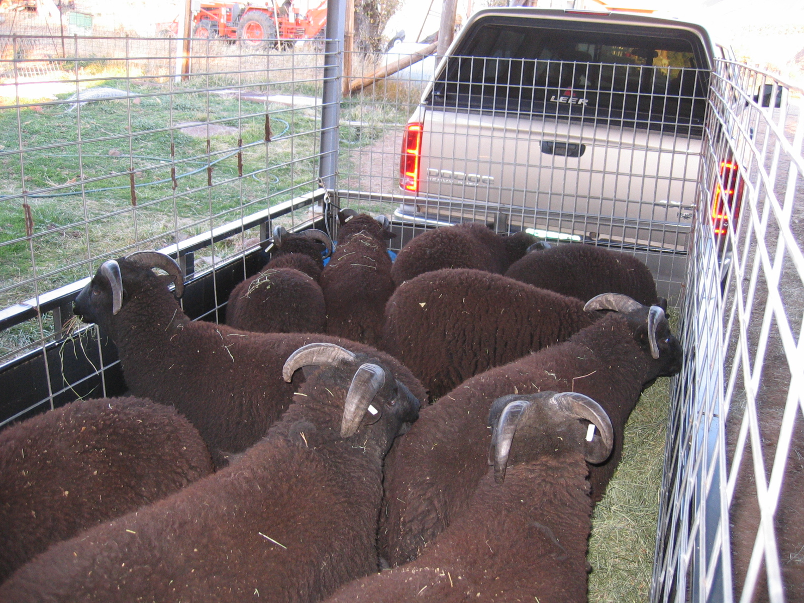 Off to Slaughter
