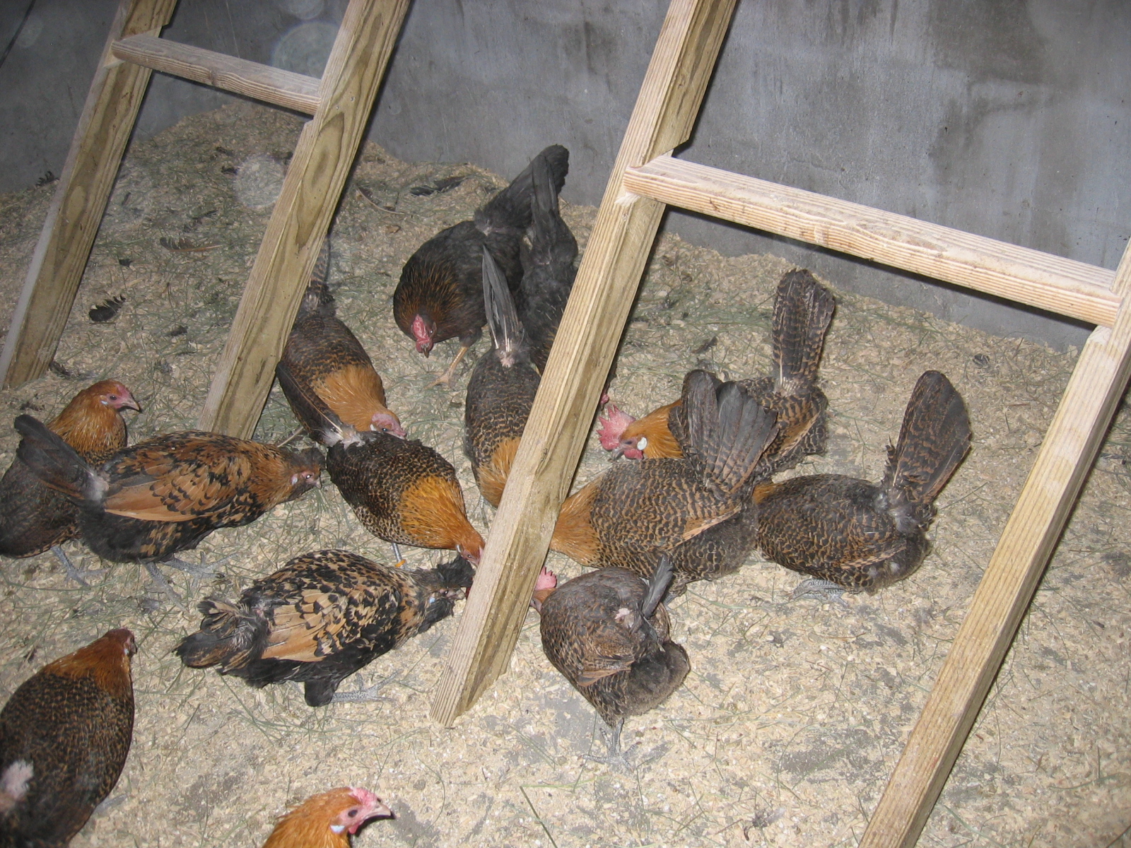 Happy Chickens