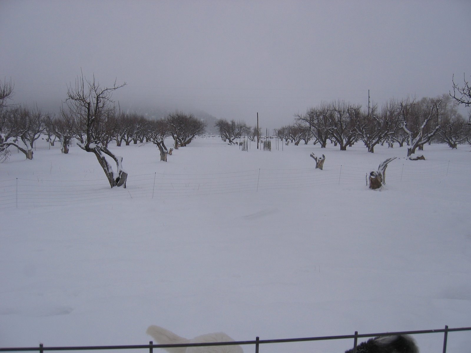 The orchard is now covered in snow. 