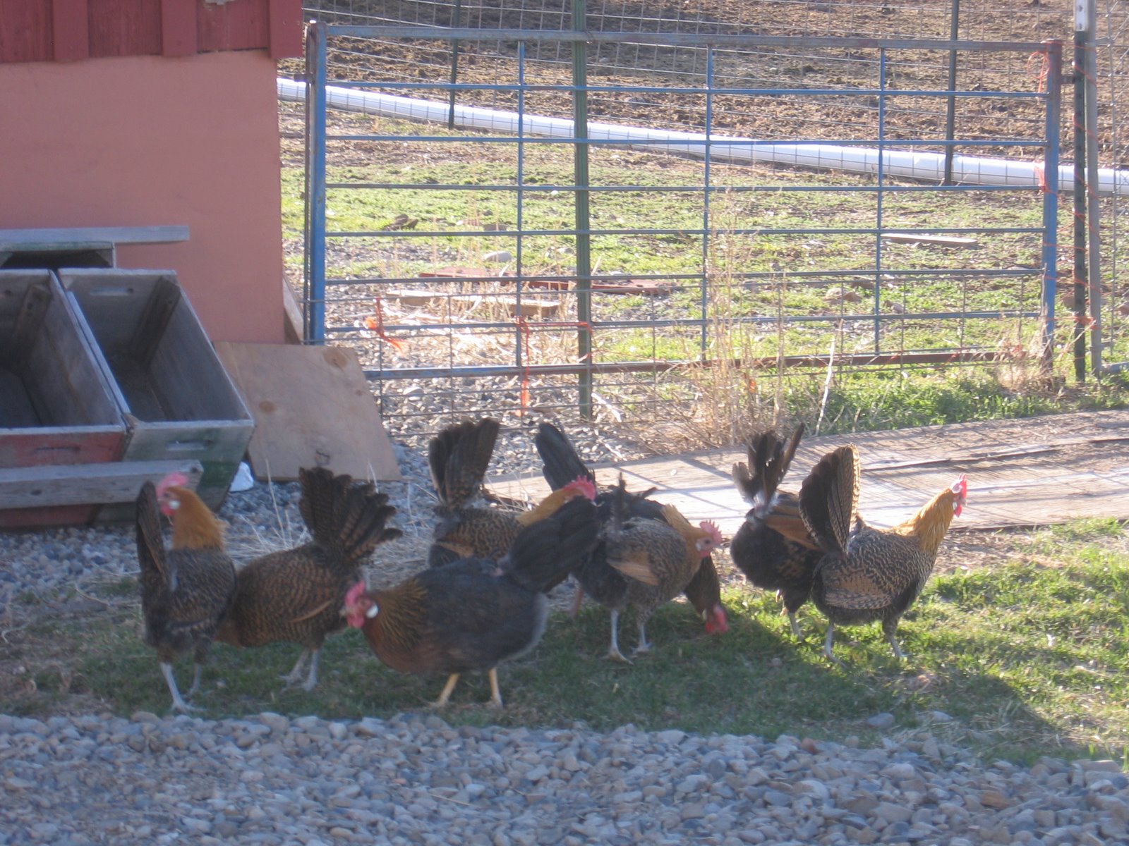The chickens are enjoying eating grass and bugs after a winter spent indoors.