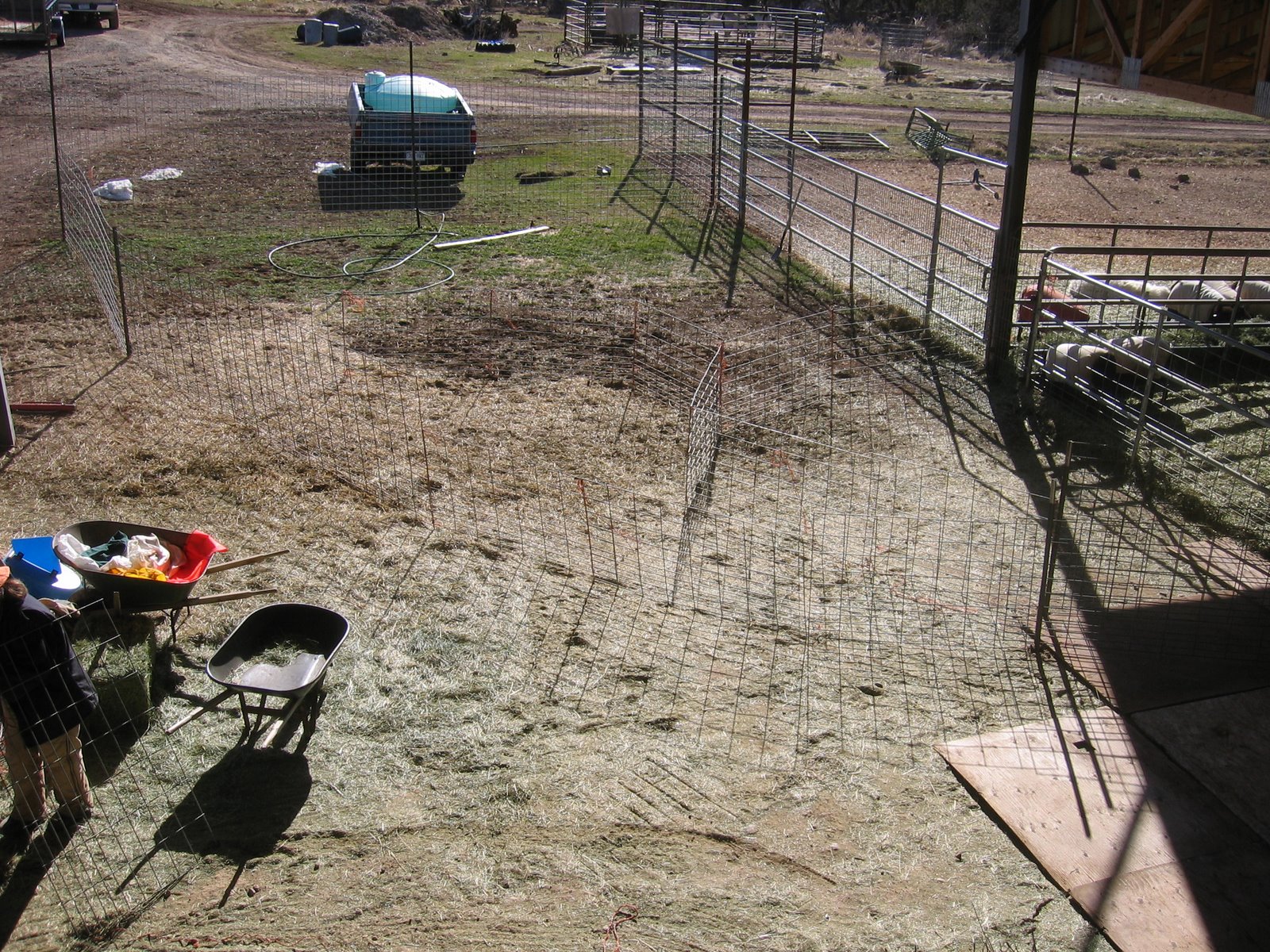 A corral is set up for the sheep using metal jug panels. 