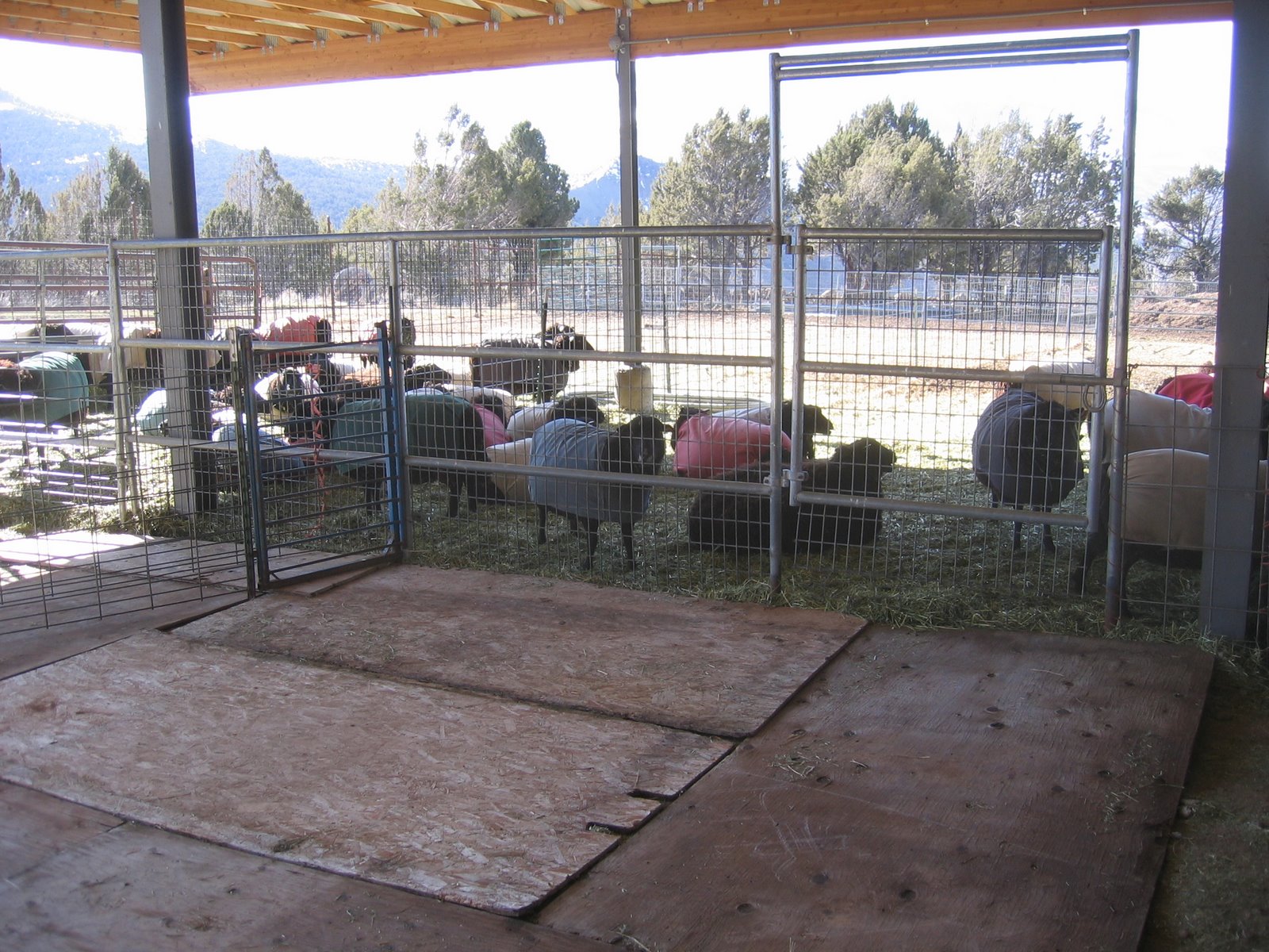 Several fenced areas are set up for the sheep under the hay barn. 