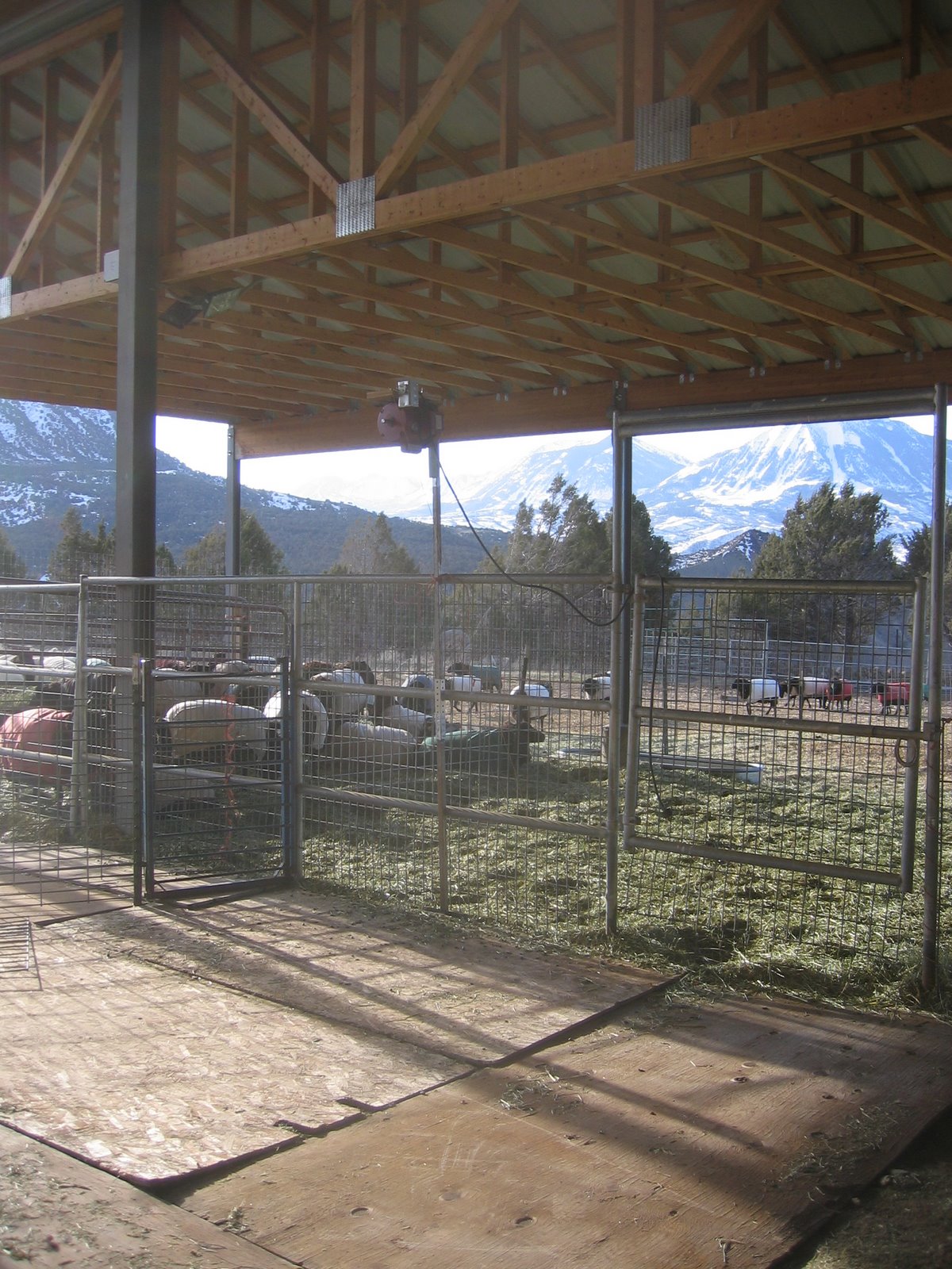 The shearing area is set up underneath the hay barn.