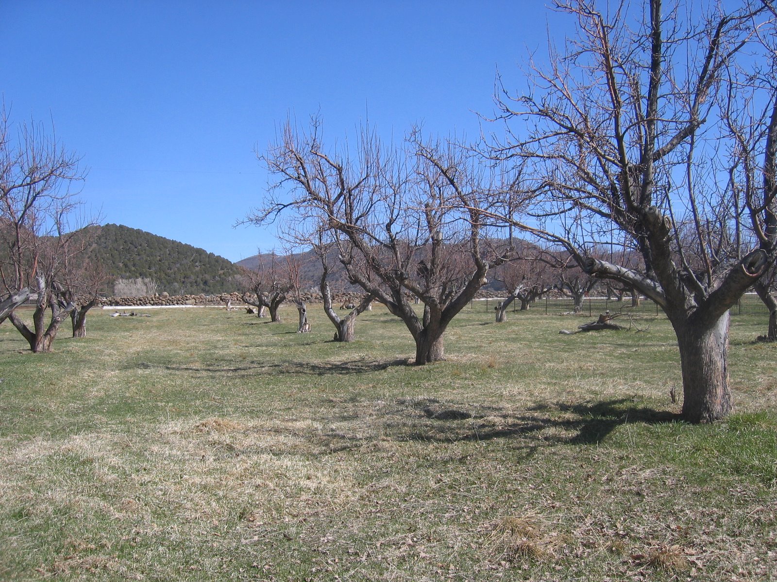 The orchard is quite behind in bud growth.