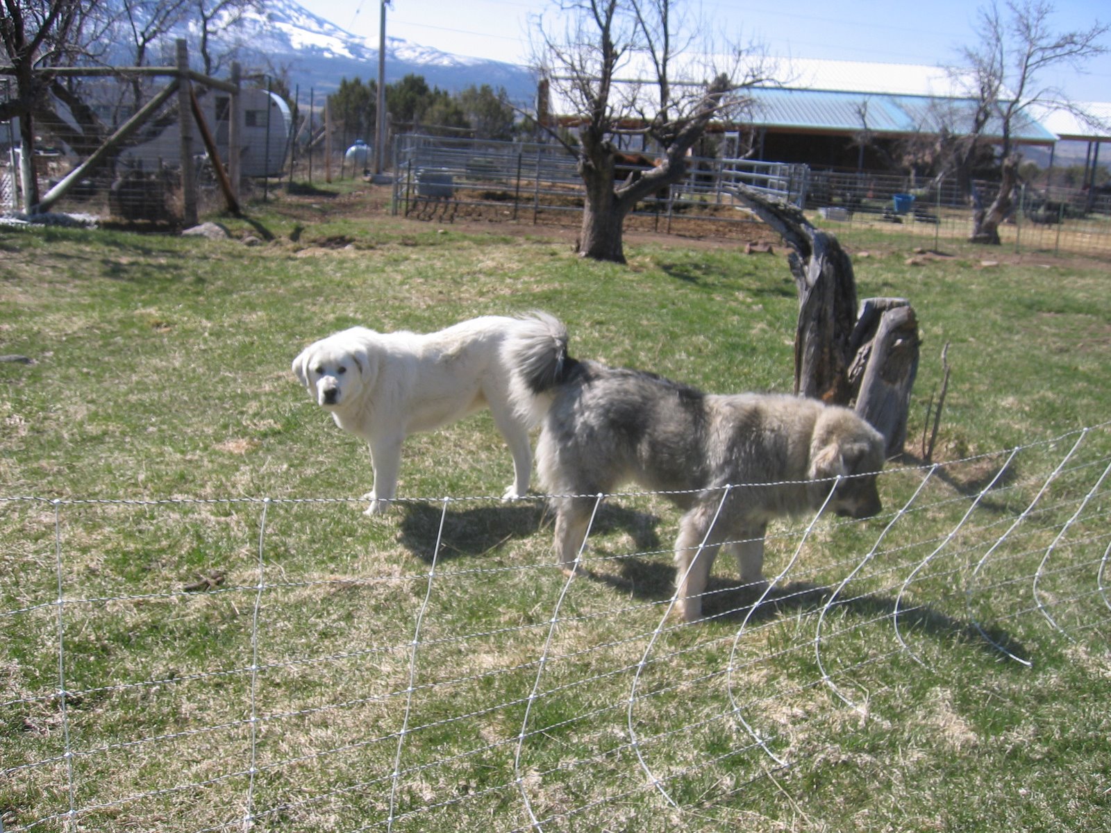 Two livestock guardian dogs are standing behind an electric netted fence. 