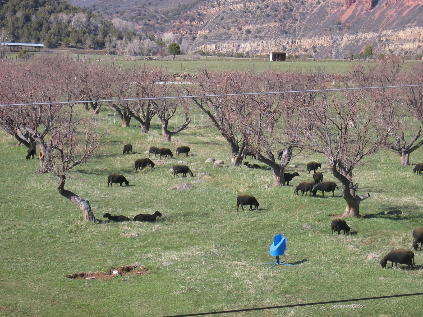 The orchard pasture is full of pregnant ewes. 