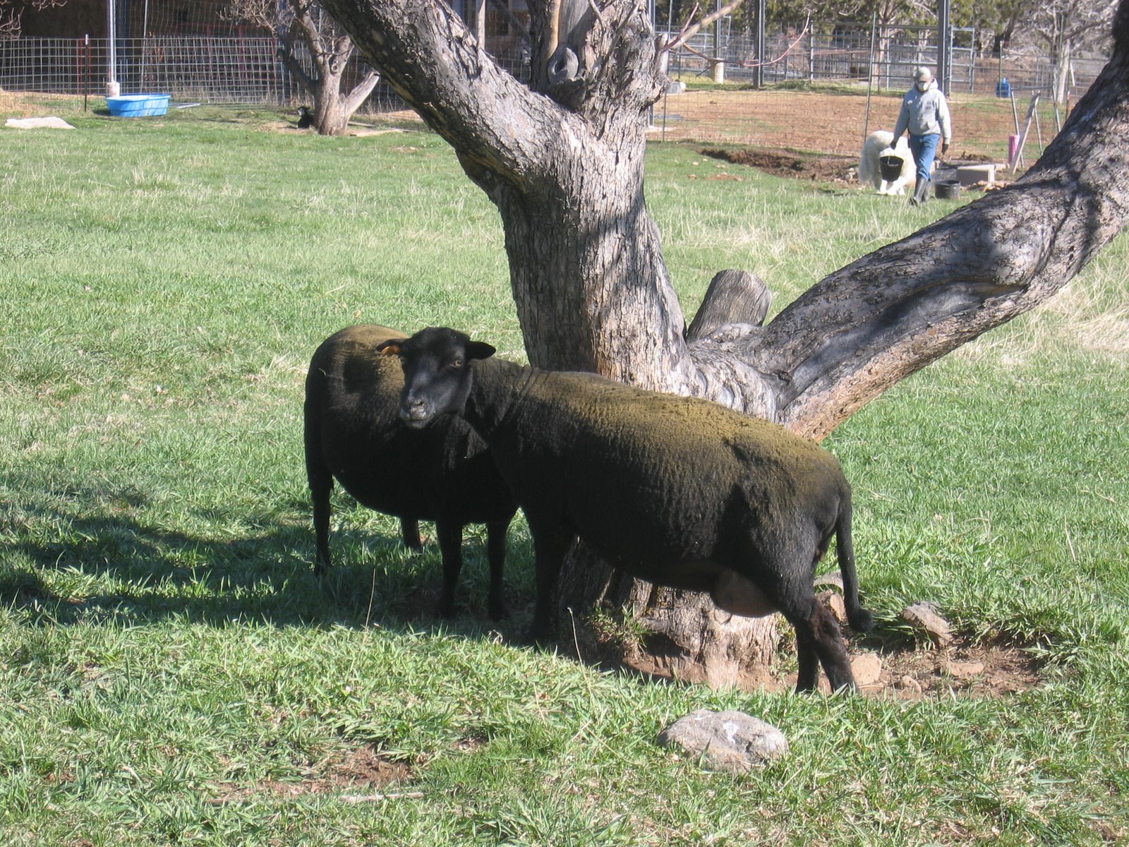 These two ewes are looking quite pregnant as they stand under an apple tree. 