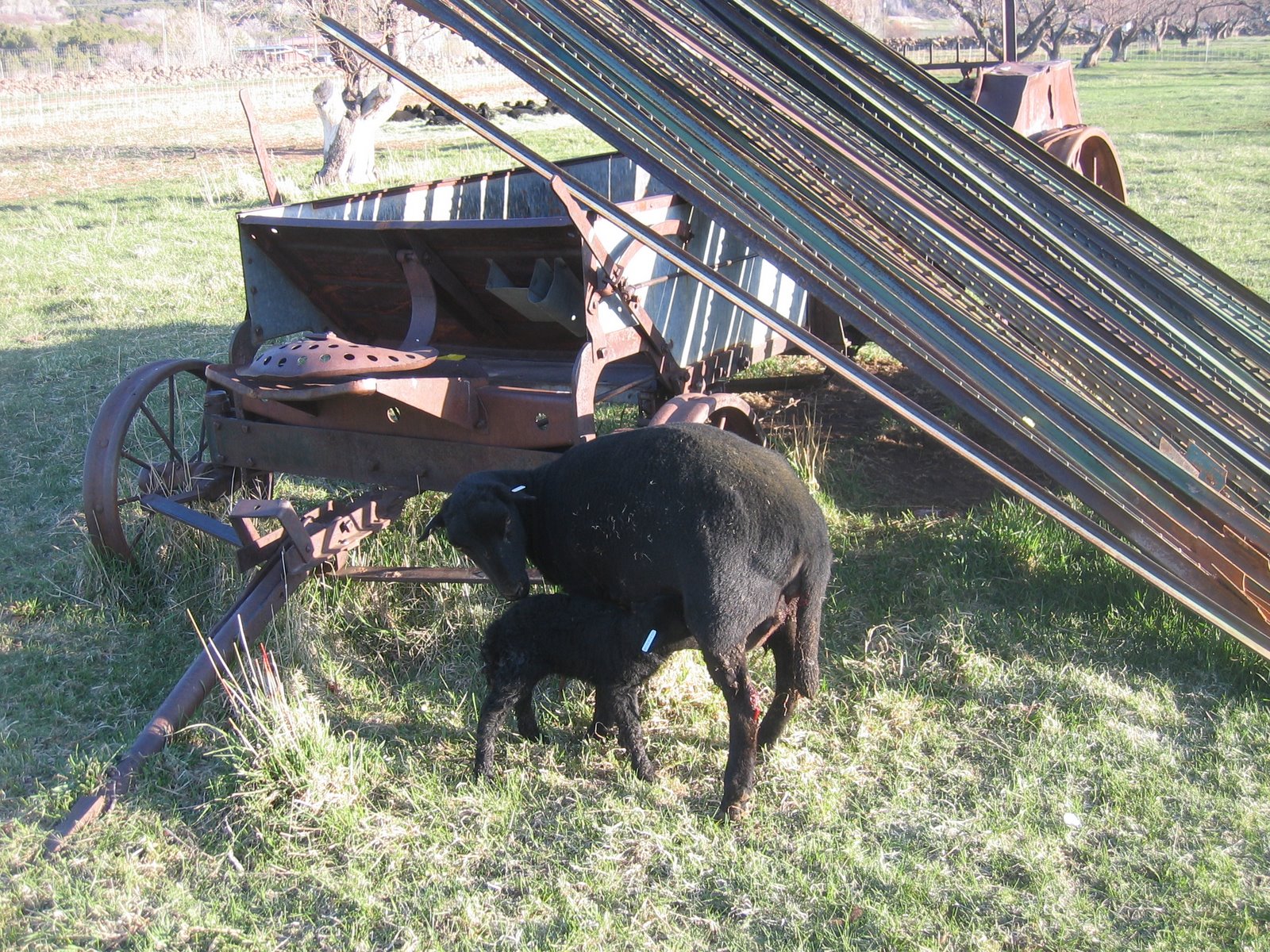 Bron the Black Welsh Mountain ewe stands with her new lamb. 
