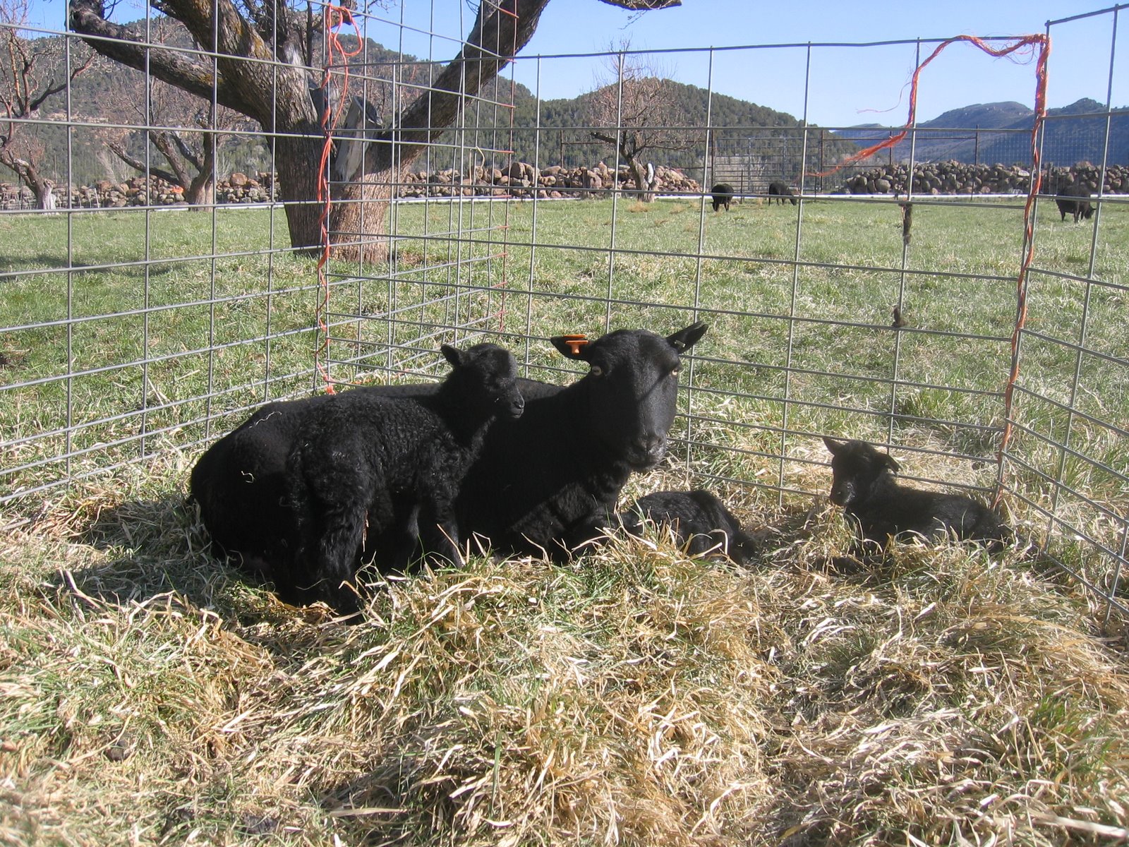 Caridwen the ram is inside a small fenced area with her three lambs.