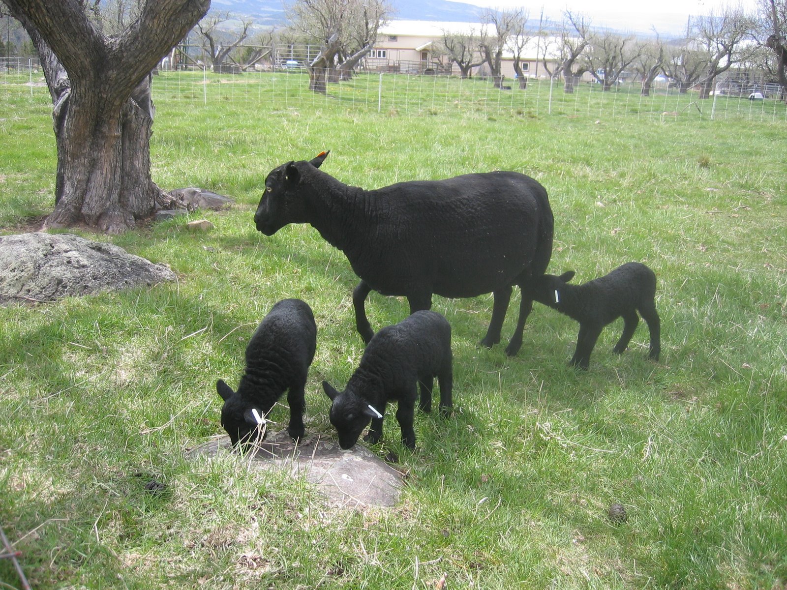 Caridwen is doing a great job with her triplet lambs.