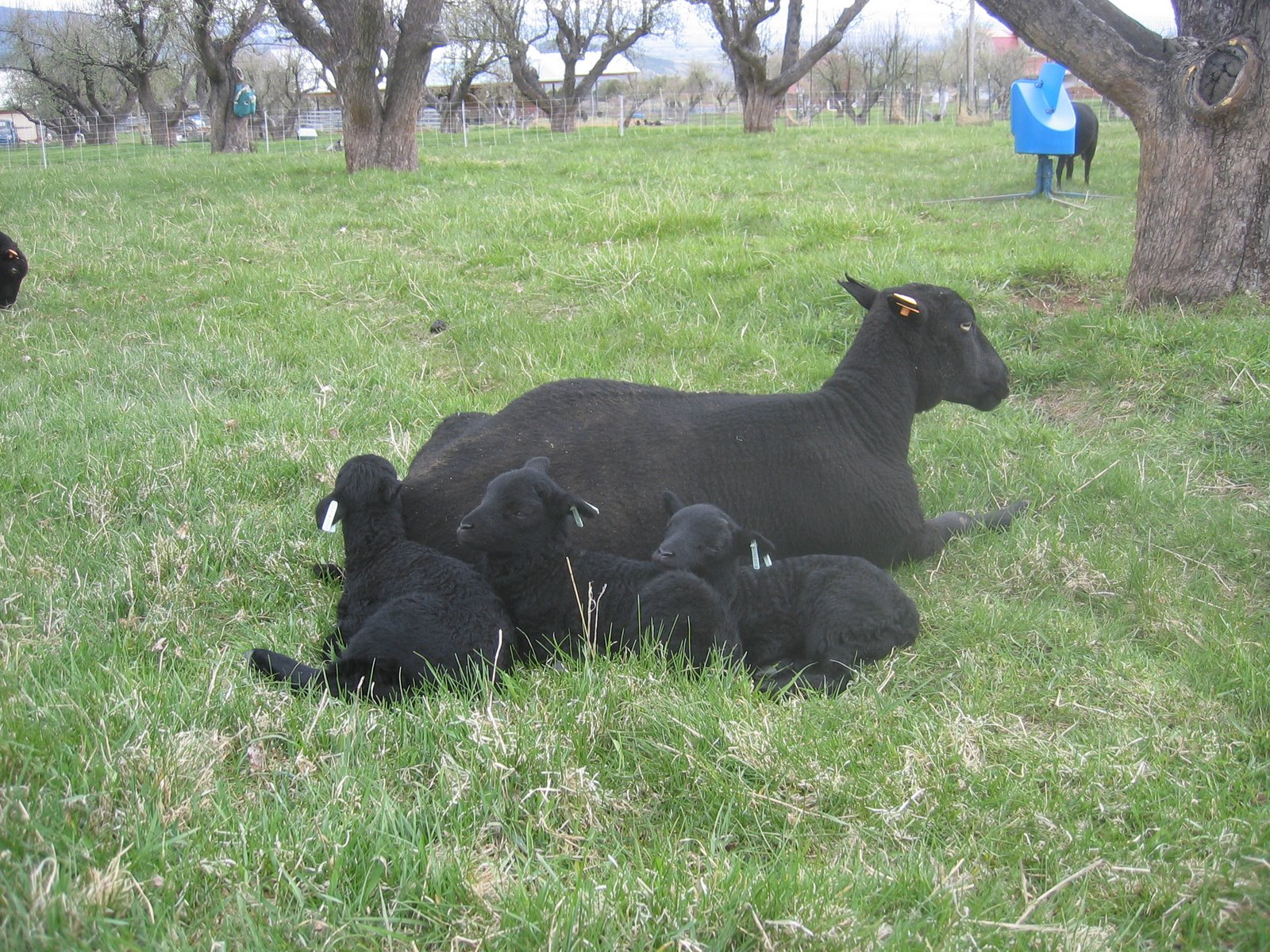 Caridwen is doing a great job with her triplet lambs.
