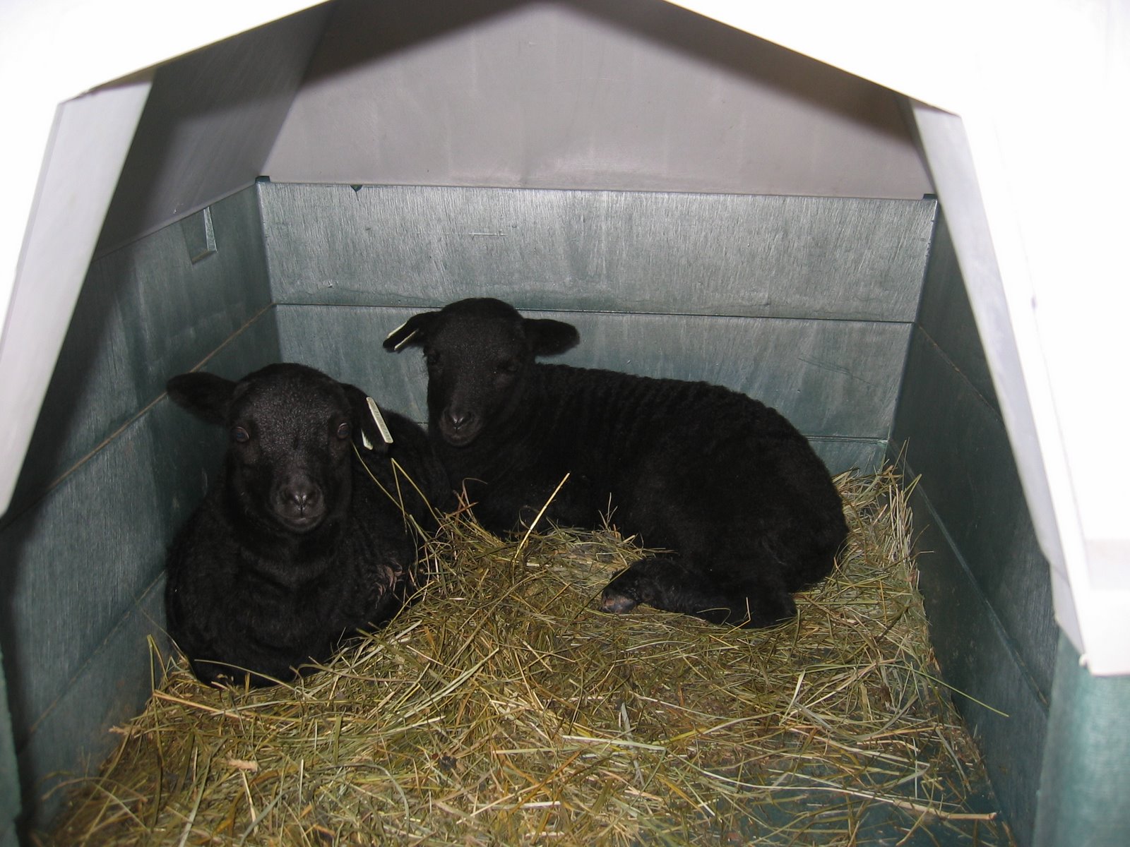 These lambs are nice and cozy inside this dog house.