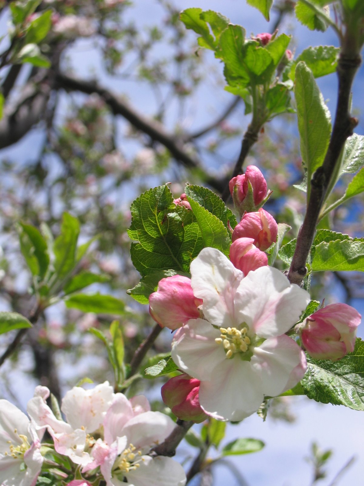 The orchard is full of apple blossoms.