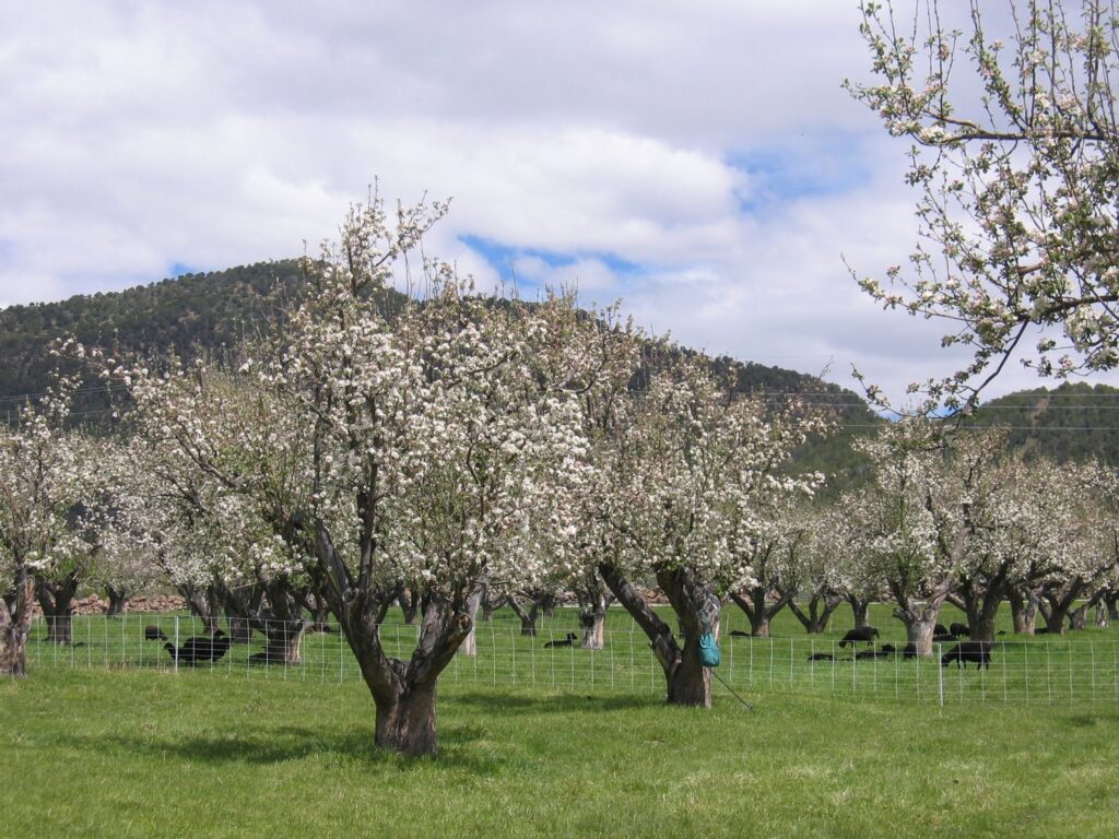 The flowers in the orchard are in full bloom.