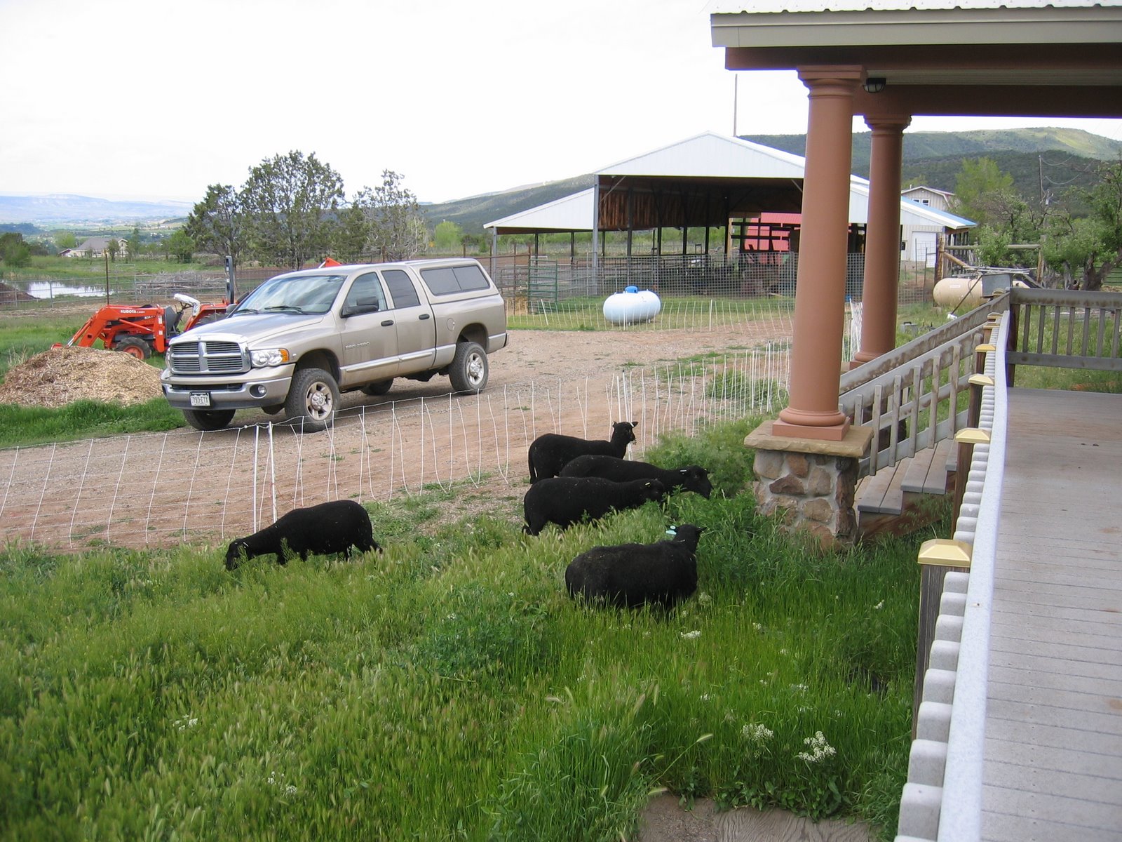 A small group of black sheep is enjoying the green grass next to the house.