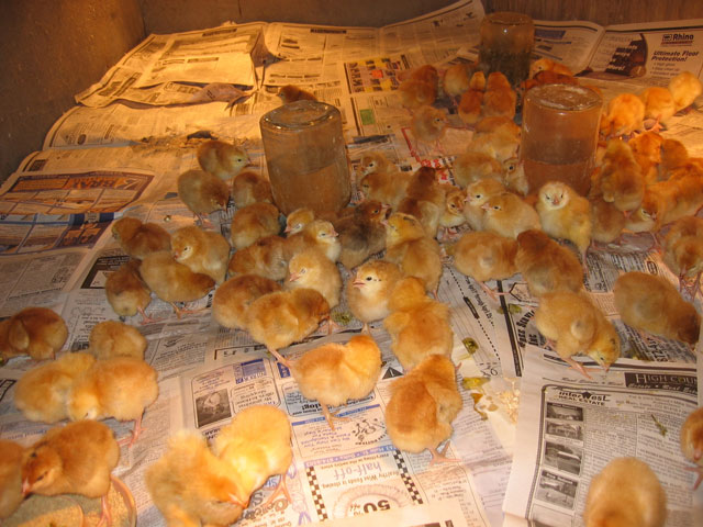 The new chicks are looking healthy and alert. 