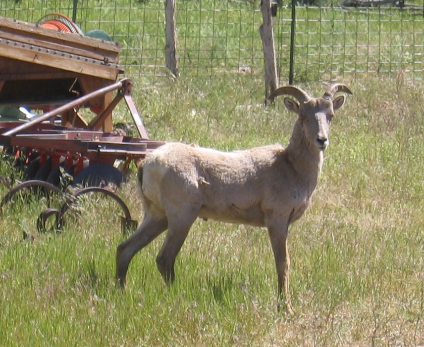 This Rocky Mountain Big Horn sheep was hanging out with the Black Welsh Mountain sheep!