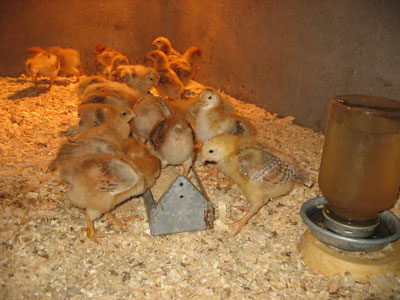 Chicks Are Growing