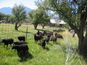 The sheep are trekking back to their grazing pasture. 