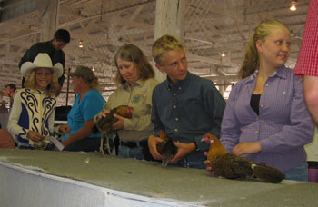 Oogie and the Hellecksons show chickens together in the open class of the Delta County Fair.