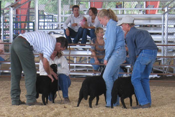 Oogie and friends show a trio of sheep for a judge.