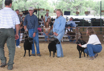 Oogie and friends show a trio of sheep for a judge.