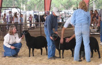Oogie and friends show a trio of sheep for a judge.