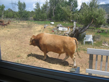 A beige bull takes a leisurely stroll through the Desert Weyr farm.