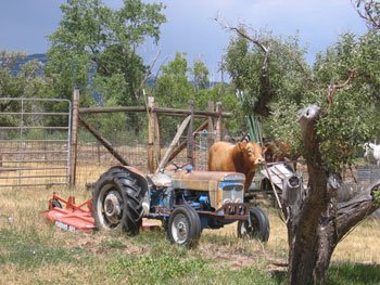 The bull stands in partial view, behind a tractor and a tree.