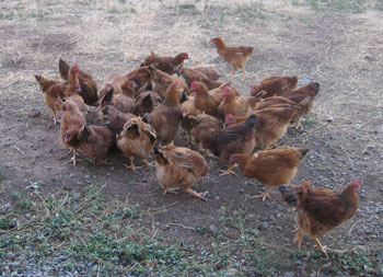 This group of meat chickens is bound for the freezer soon.