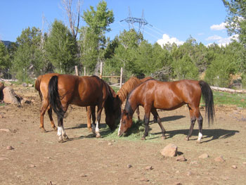Some of the Horses