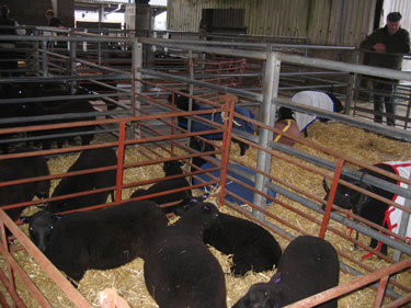 Groups of sheep are sequestered in separate pens, ready for showing.
