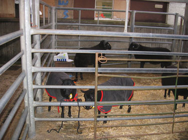 Two of the sheep in this pen are wearing sheep coats.