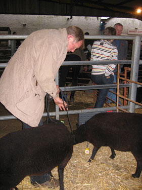 Ted Williams stands with his ewes.