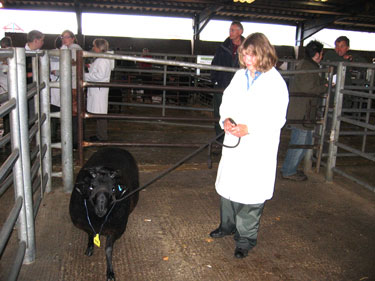 Julia Patterson stands with her ram.