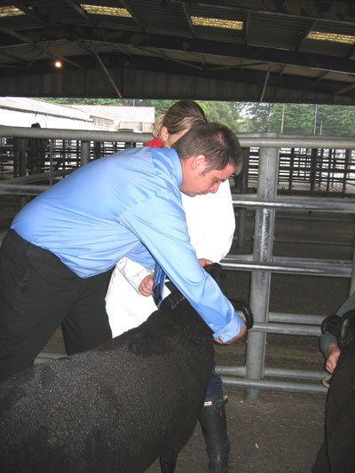 This judge is inspecting a ram's horns.