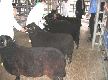 This picture shows the entries in the Adult Rams class competing against each other.