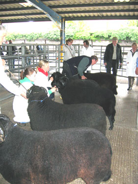 The judge is inspecting the entrants of the Adult Rams class.