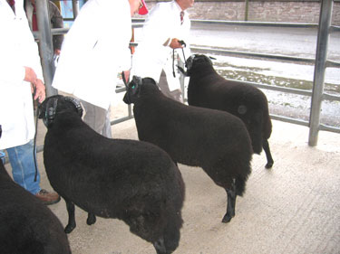 This picture shows the entries in the Adult Rams class competing against each other.