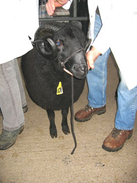 This older ram is a great example of a Black Welsh Mountain sheep.
